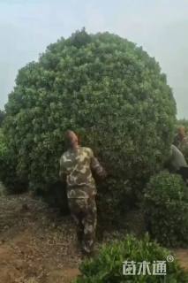 冠幅300厘米大叶黄杨球