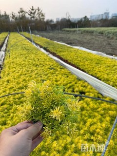 高度10厘米佛甲草