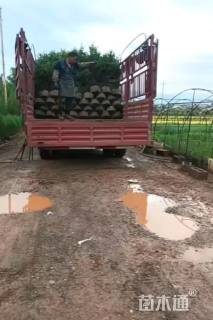 高度150厘米法国冬青