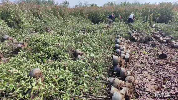 高度100厘米红叶石楠篱笆