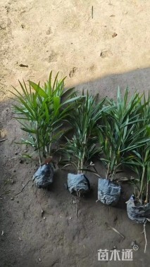 高度50厘米细叶棕竹