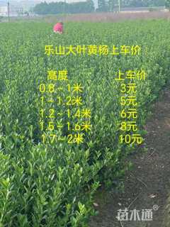 高度170厘米大叶黄杨