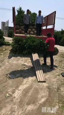 高度240厘米大叶黄杨柱