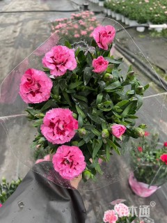 高度20厘米康乃馨