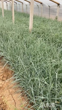 高度30厘米蓝冰麦