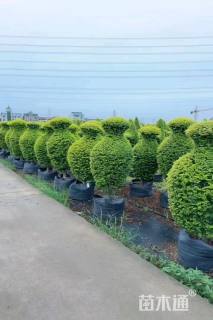 1公分造型亮金女贞