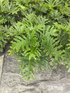 高度50厘米春羽