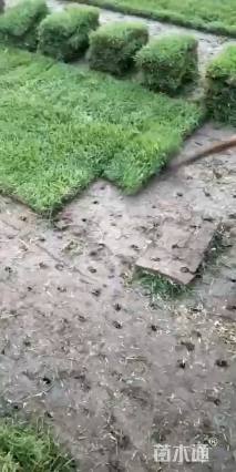 草块状中华结缕草