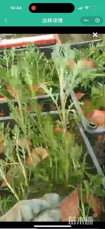 高度20厘米黄金菊