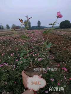 高度60厘米松虫草