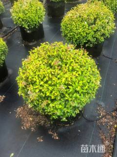 高度50厘米六道木