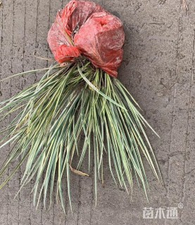 高度35厘米银边石菖蒲