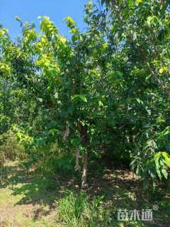 高度200厘米蜡梅