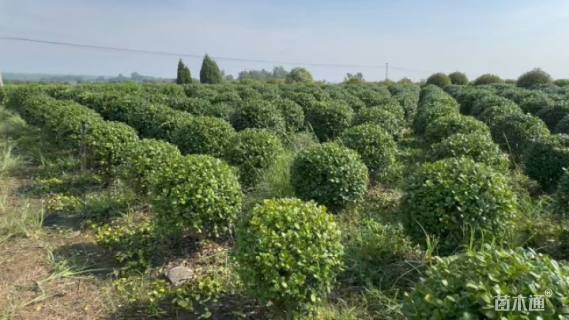 冠幅80厘米杜鹃球