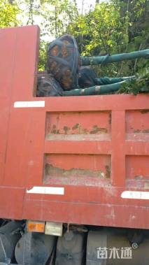 高度100厘米茶花