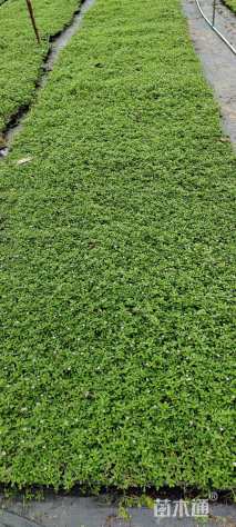 高度5厘米姬岩垂草