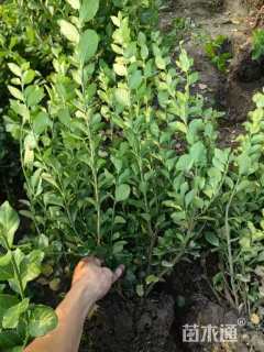 冠幅50厘米卫矛球