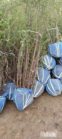 高度100厘米黄刺玫