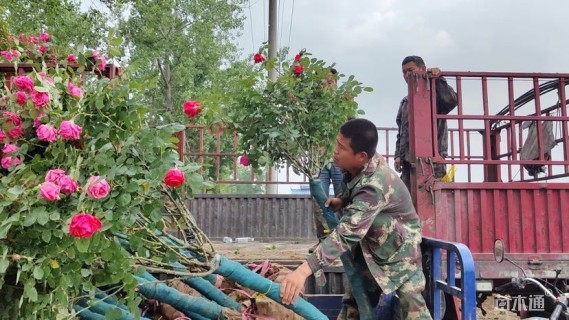 高度180厘米高杆月季