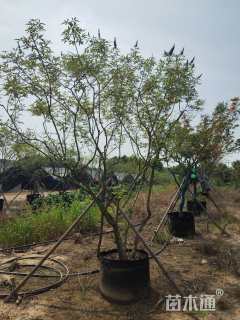 高度200厘米穗花牡荆