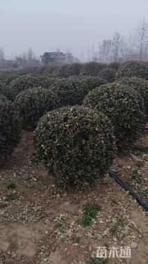 冠幅110厘米冬青球