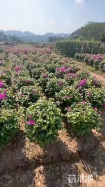 高度50厘米三角梅