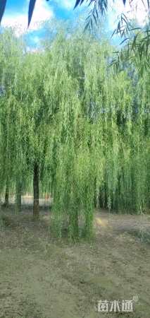 25公分垂柳