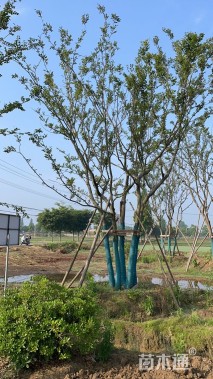 60公分(12杆)丛生朴树