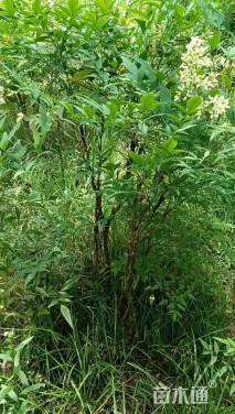 高度100厘米南天竹