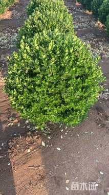 冠幅120厘米大叶黄杨球