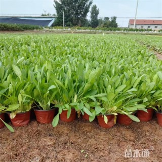 高度30厘米宿根天人菊