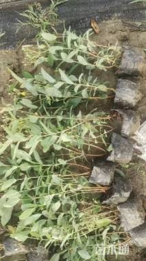 高度30厘米金丝桃