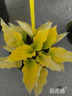 高度20厘米玉簪