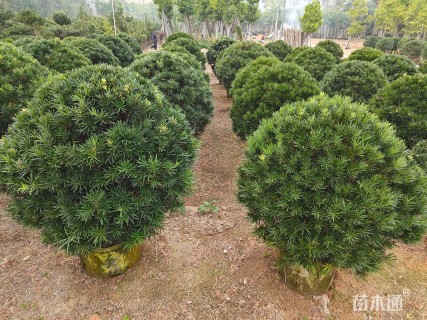 冠幅90厘米罗汉松球