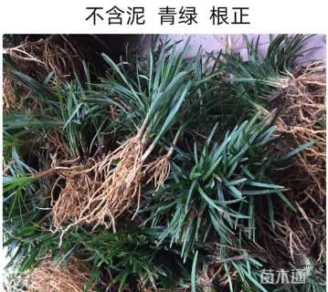 高度10厘米麦冬