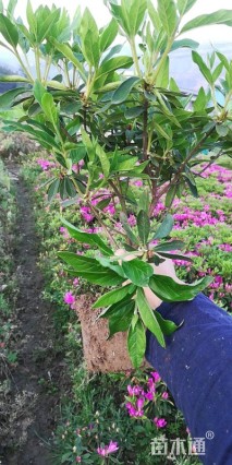 高度35厘米毛鹃小苗