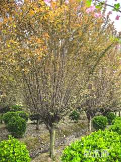 高度400厘米丛生紫薇