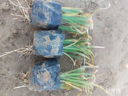 高度20厘米马莲