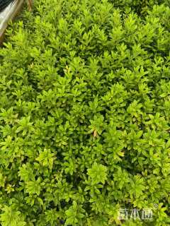 高度30厘米杜鹃