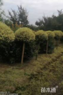 5公分造型亮晶女贞