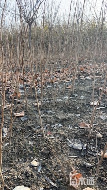 高度120厘米巨紫荆小苗