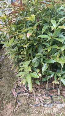 高度1.2厘米金丝楠木小苗