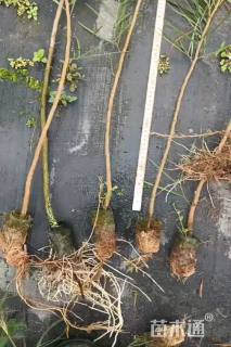 0.1公分黑木相思