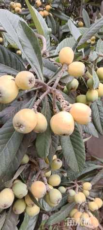 1公分大五星枇杷苗