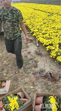 高度20厘米国庆菊