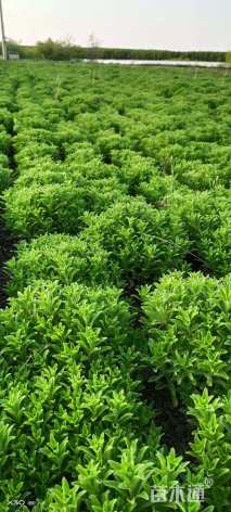 高度20厘米三七景天