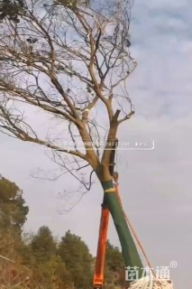 高度400厘米果石榴