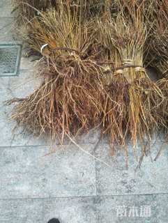 高度30厘米结香