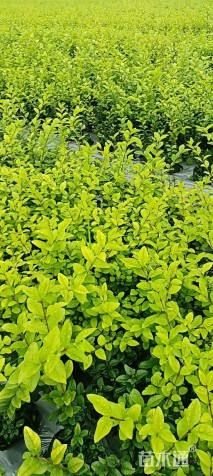 高度30厘米金叶女贞小苗