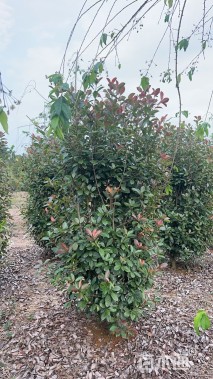 高度200厘米红叶石楠柱